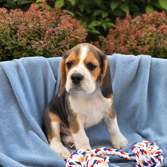 Beagle, szczeniak, ZKwP FCI, piesek Forest