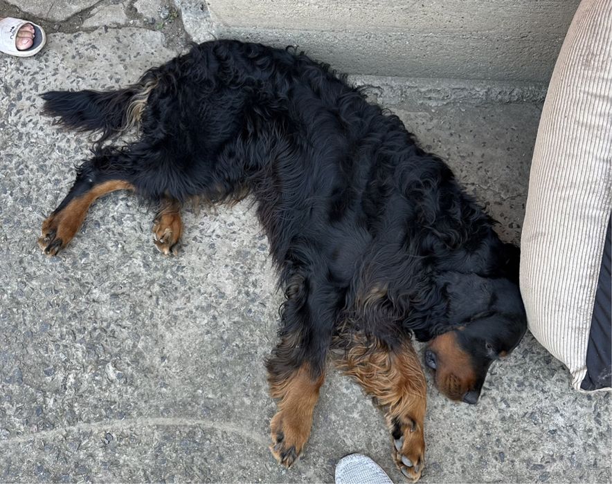 Вязка, кобель Гордон ищет невесту