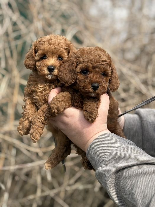 Манюньки дівчата той пудель