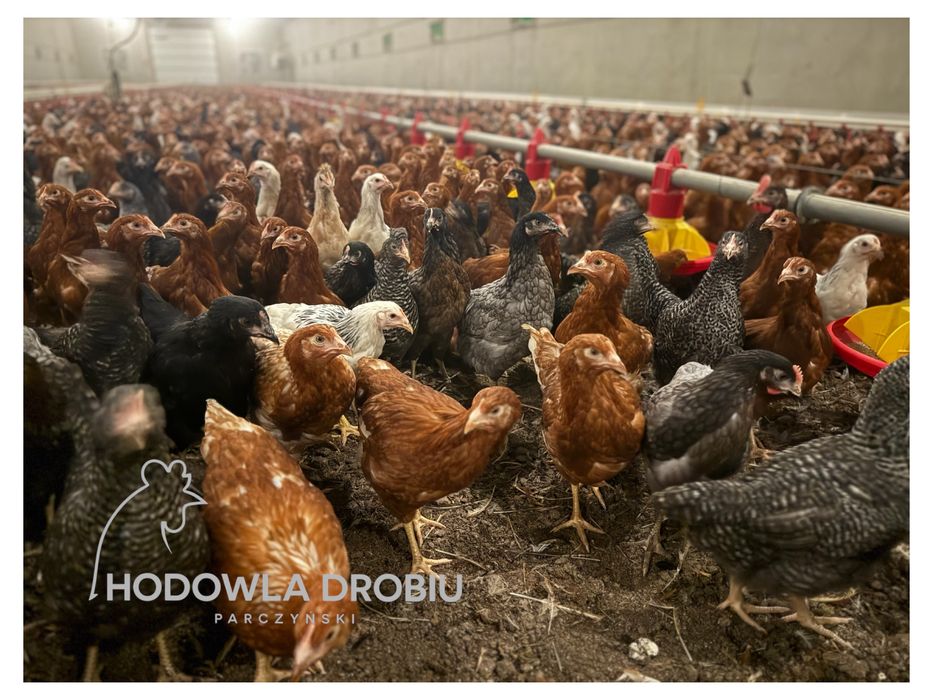 Młode Kury Nioski - Z DOSTAWĄ. Szczepione! HODOWLA DROBIU Parczyński