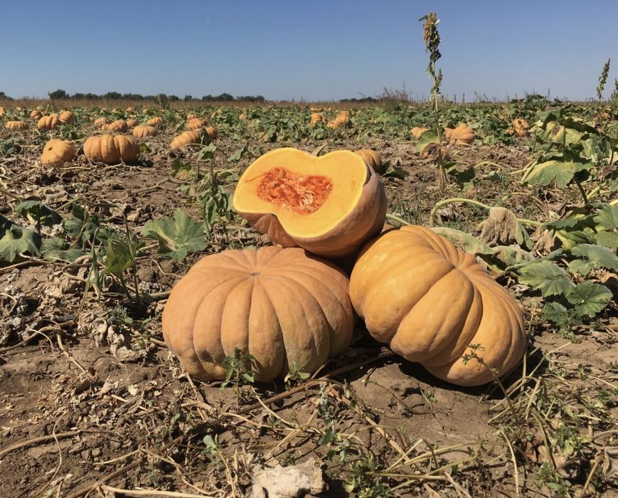 Насіння Гарбуза МАНОСК F1 MANOSK F1 Семена Тыквы