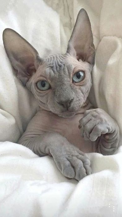 Коти сфінкси шукають свою родину