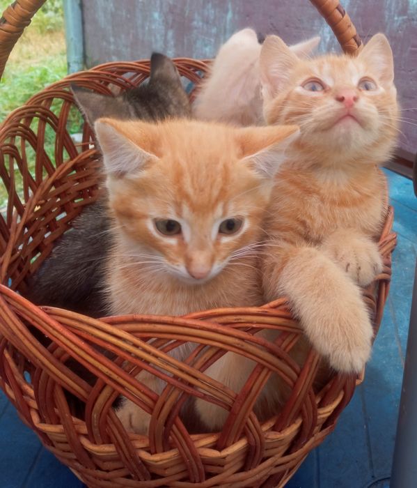 грайливі котики ..