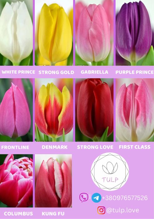 Тюльпан Оптом Голландія/Склад/Самовивіз