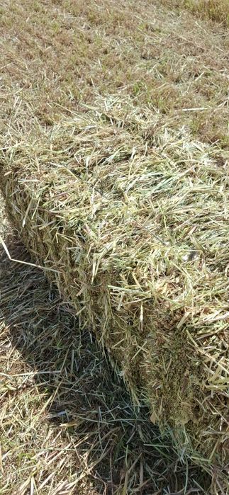 Fardos de feno silagem de azevém
