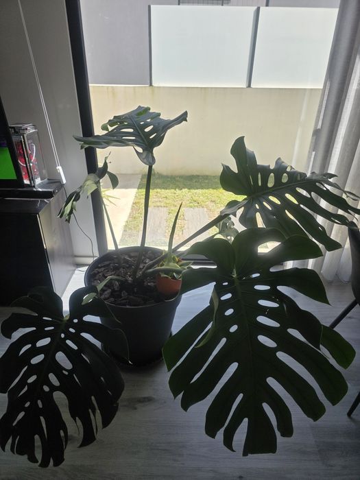 Monstera Deliciosa ( Costela-de-Adão ) grande com vaso incluído - planta de interior