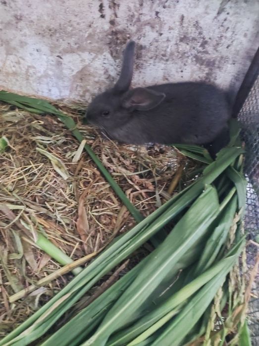 Продам кроликів,і свіжі тушки під замовлення