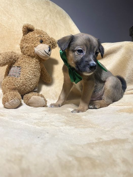 Чудо хлопчик чекає на тебе