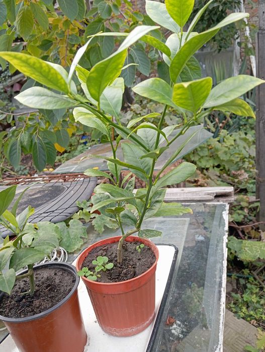 Мандевіла гранат інжир лимон