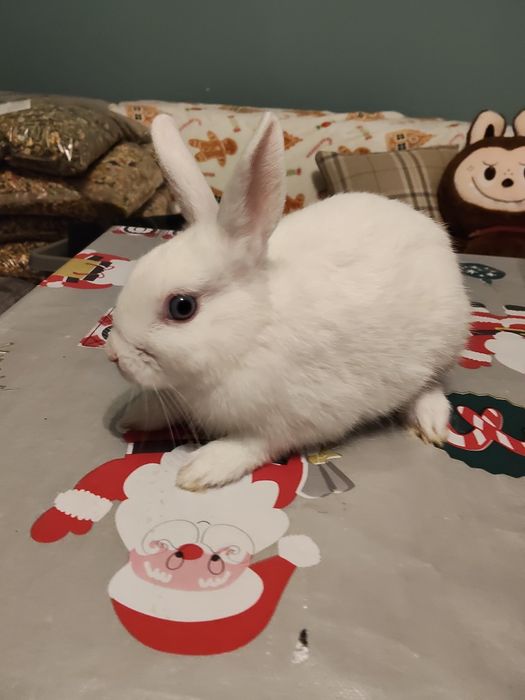 Sprzedam króliczki karzełki