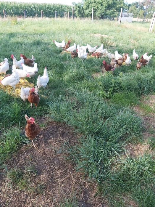 Jajka wiejskie od kur z wolnego wybiegu