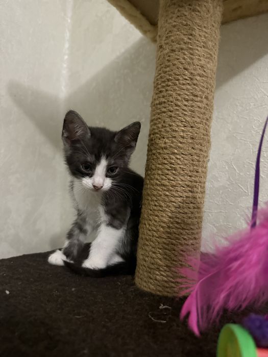 Віддам в добрі руки маленьких кошенят!!!