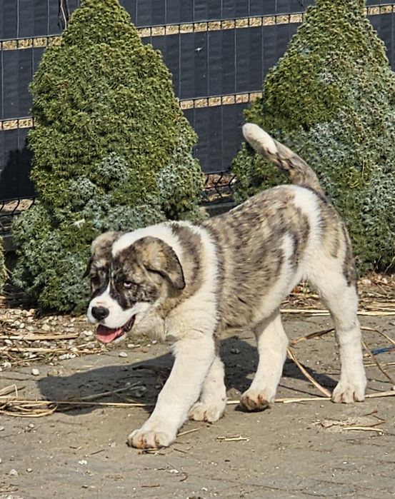 Owczarek srodkowoazjatycki piesek