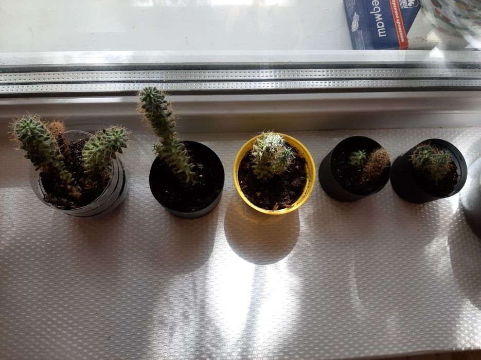 Кактусы маленького размера