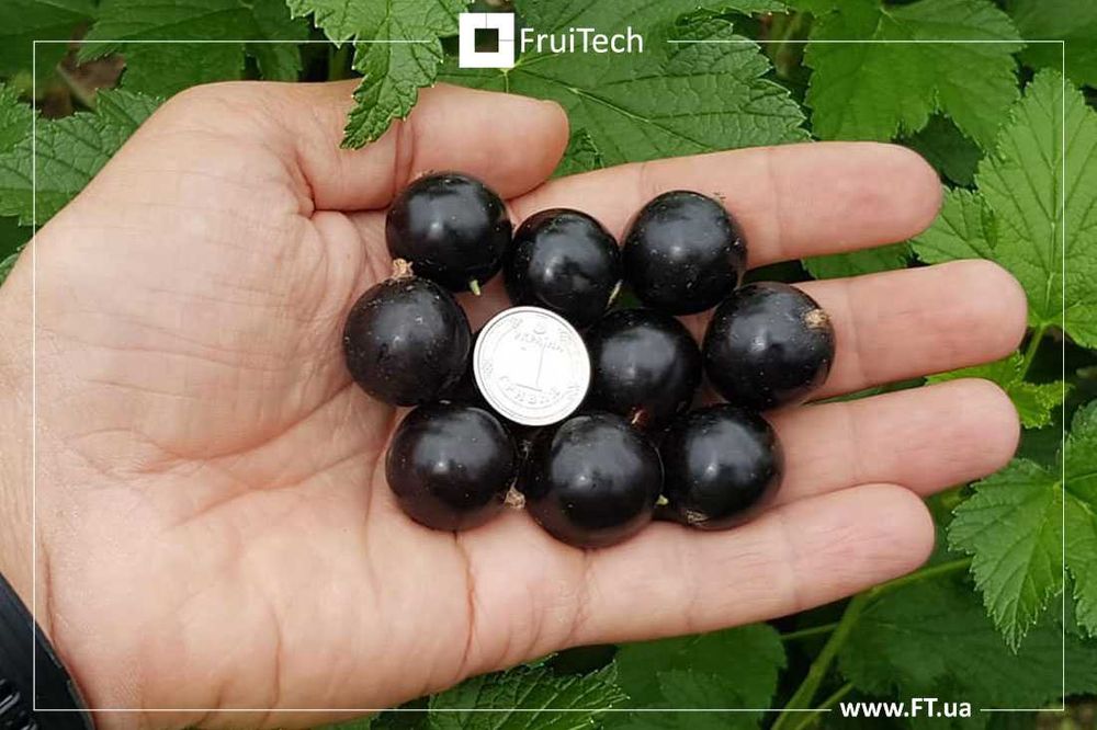 Саджанці ЧОРНОЇ СМОРОДИНИ, ПОРІЧКИ та АГРУСУ від розсадника ФруТек