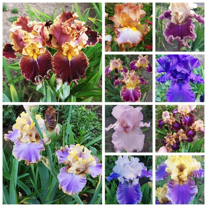 Багаторічні сортові Іриси
