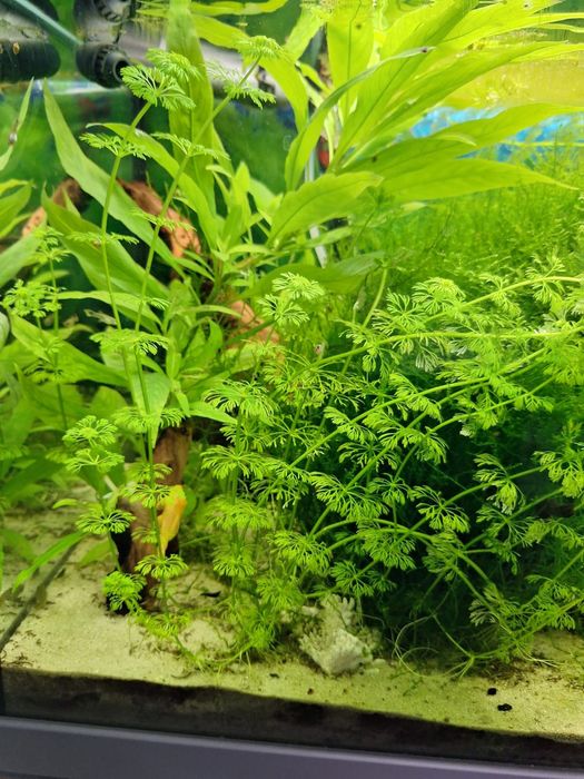 limnophila sessiliflora