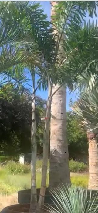 Wodyetia Bifurcata - Palmeira Rabo de Raposa 250/300/400cm