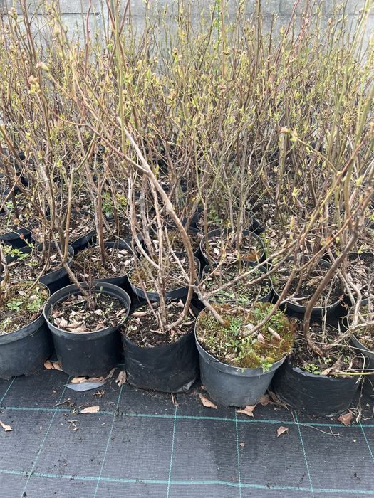 Wierzba pleciona Producent
