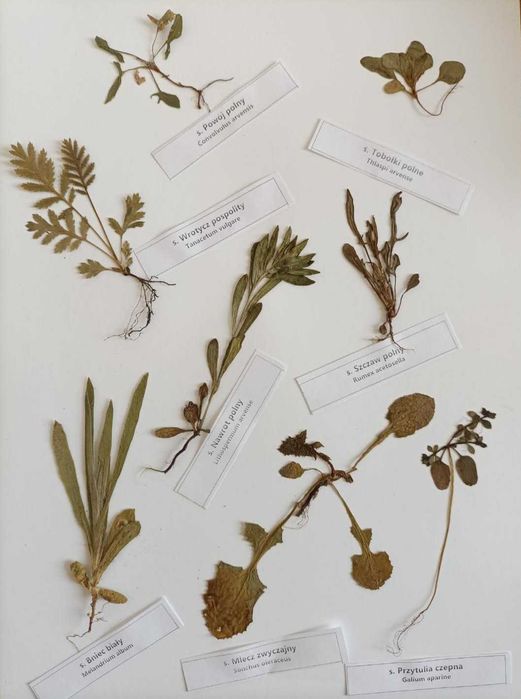 3 zestawy siewki chwastów polnych ZIELNIK