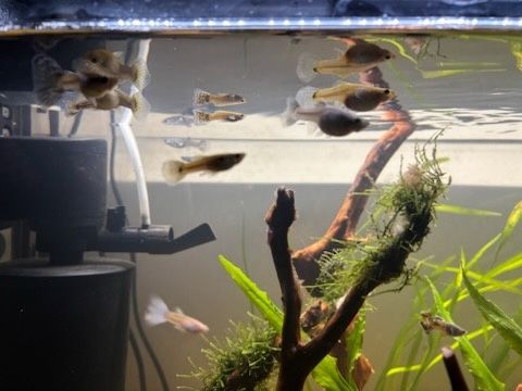 Oddam za darmo ryby głupiki mixy.