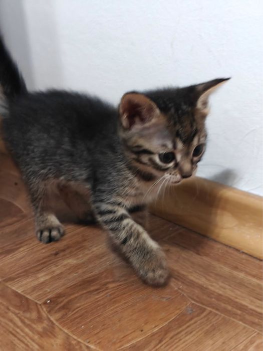 Кошеня дівчинка 2-2,5 міс