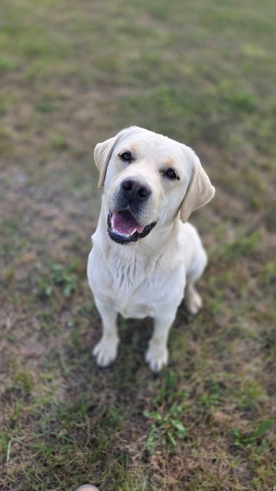 Labrador do adopcji