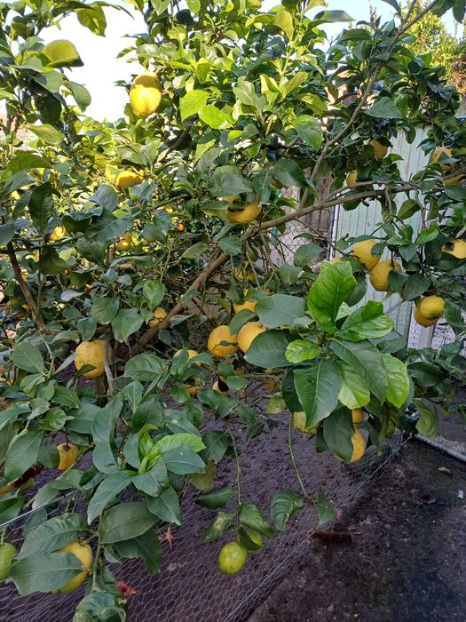 Vendo limoes caseiros