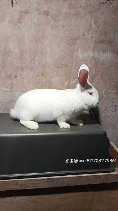Продам кролів різного віку