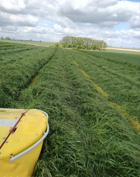 Trawa mieszanka gorzowska jara/ozima