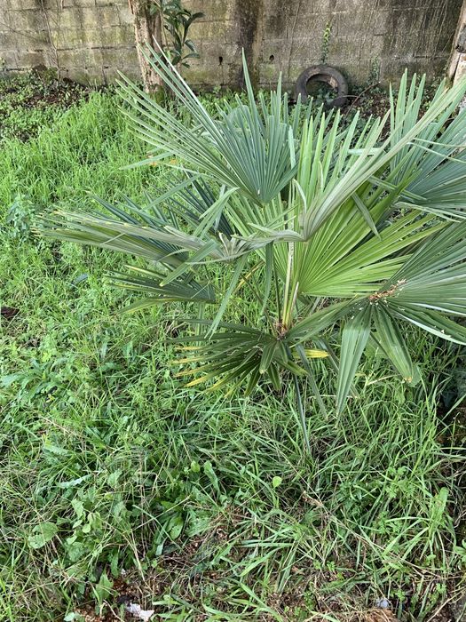 Palmeira dej  jardim