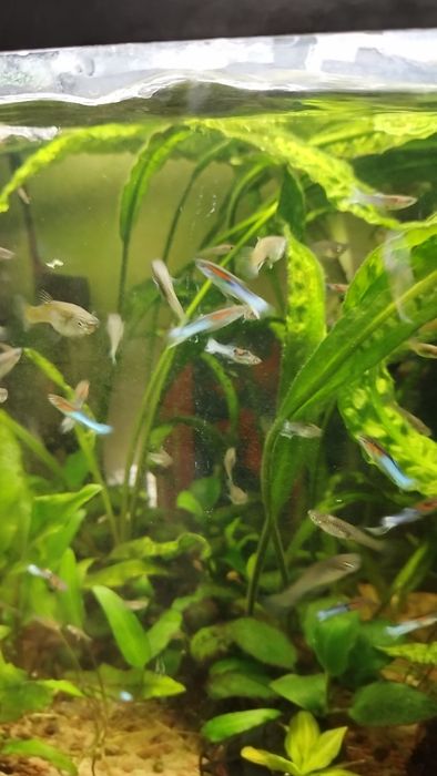 Gupiki endlera blue japan