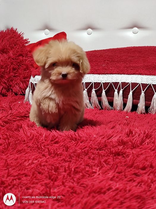 Міні,мікро хлопчик Мальтіпу Ф1