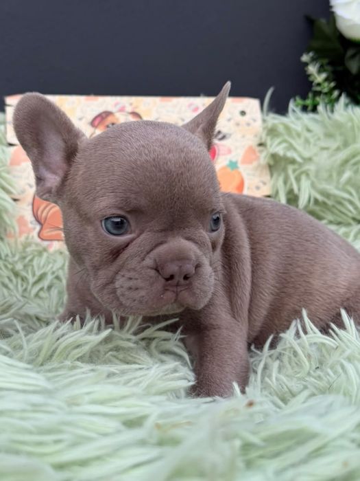 Menino buldog frances lilac