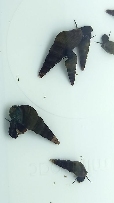 Caracóis Trombeta, Physas e Planorbis