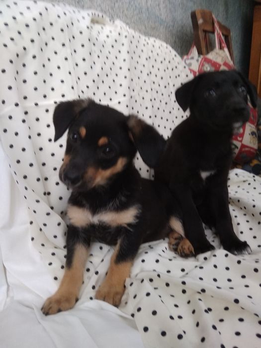 Фрося і Симба в добрие руки!!!