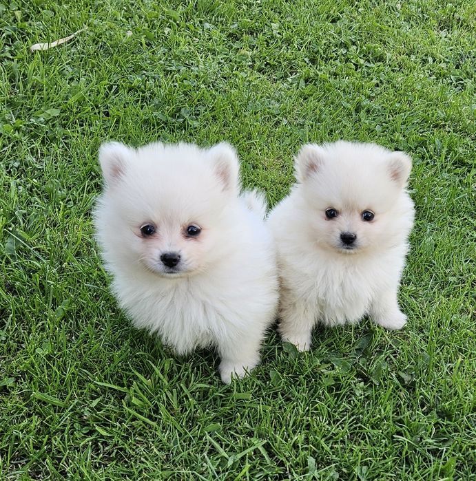 Szpic miniaturowy pomeranian piesek