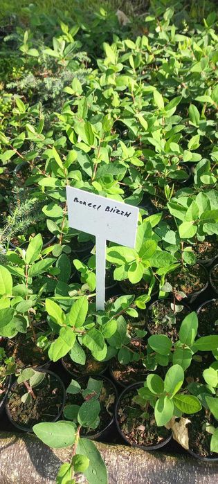 саджанці жимолості жимолость їстівна саженцы польський сорт канадський