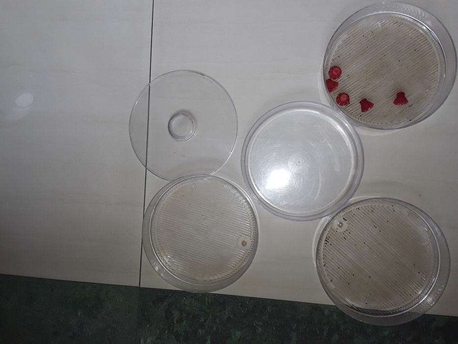 Kiełkownica bionatura