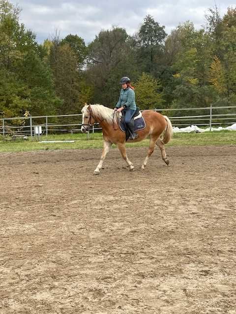 Klacz 4 lata haflinger