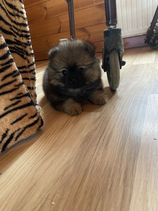 Соболь хлопчик 2 місяці