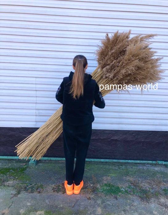 Пампас, пампасна трава