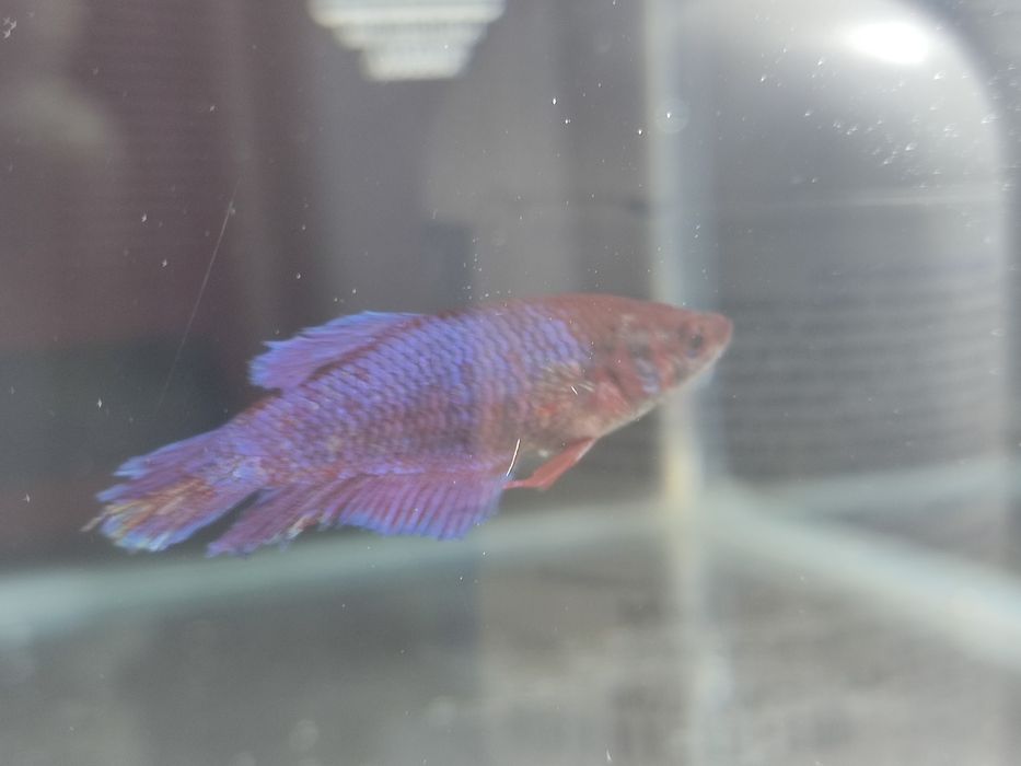 Bettas Fêmeas Lindas