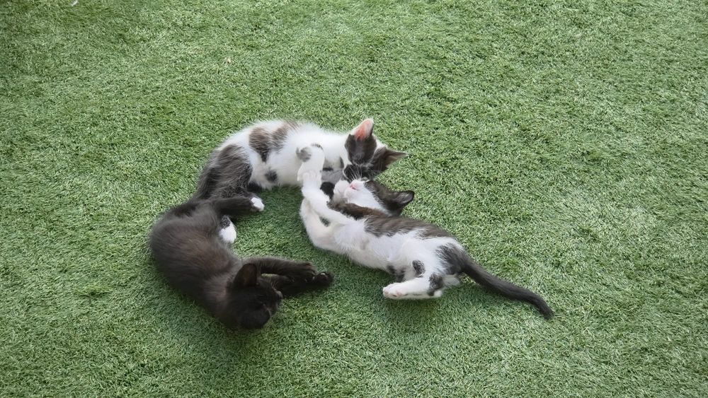Gatinhos para adoção