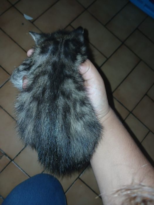 Gatinhos para doar