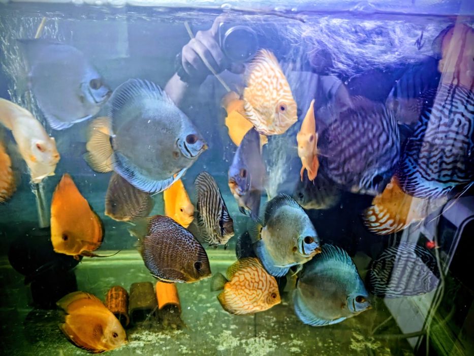 Dyskowce Blue diamond, turkus, pigeon, checkboard, melon, white, Red