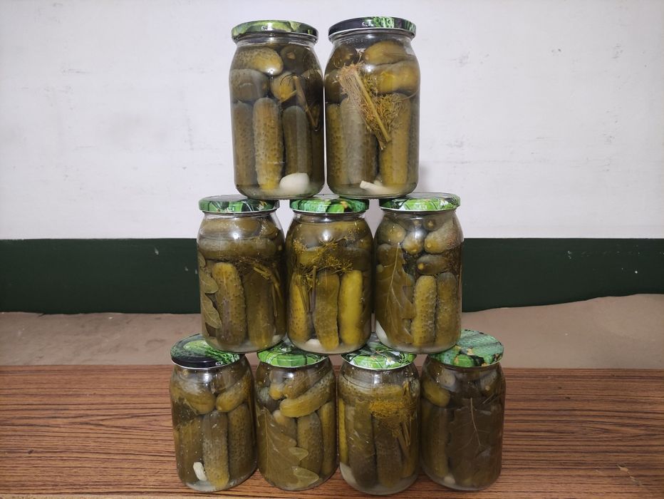 Ogórki kiszone domowej roboty z własnej działki