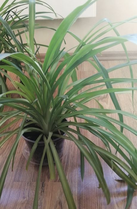 2. Хлорофітум 3 куща вазон хлорофитум темний смугастий