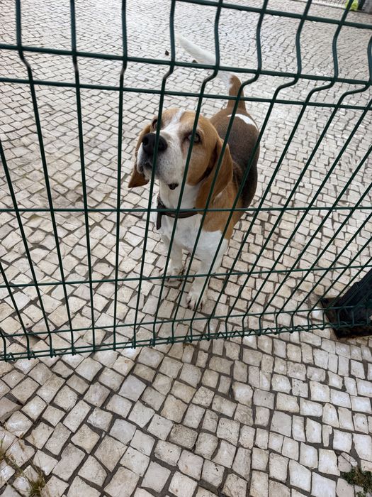 Beagle puro tricolor 6 anos para adoção