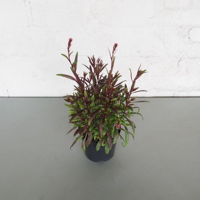 Gaura Siskiyou Pink 1,5L